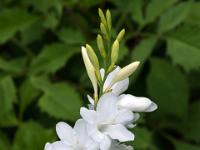 Weiße Lilienart - Insel São Miguel